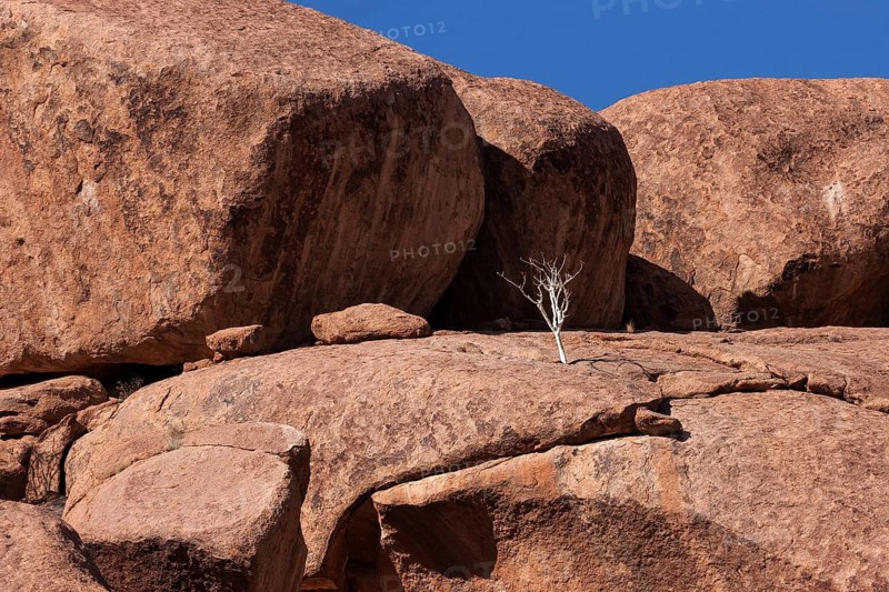 Shepherd's tree (Boscia albitrunca) between rocks at Twyfelfontein