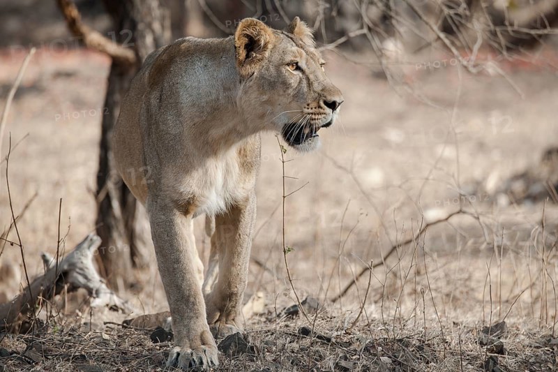 Asiatic lion (Panthera leo persica)