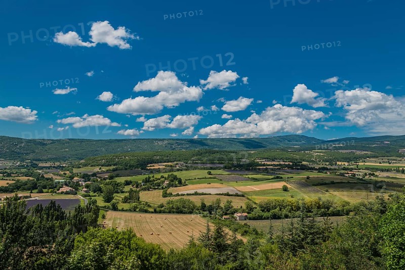 Lavender fields