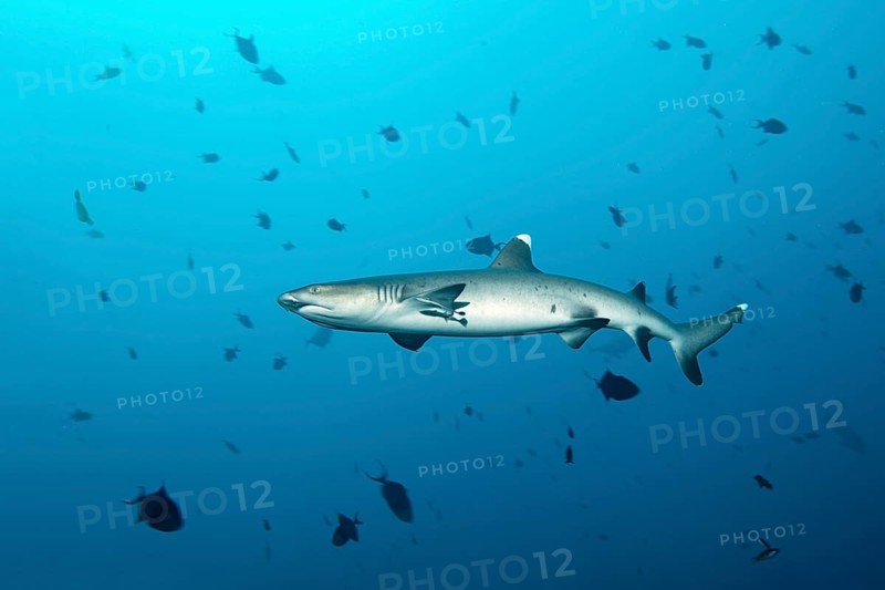Whitetip reef shark (Triaenodon obesus)