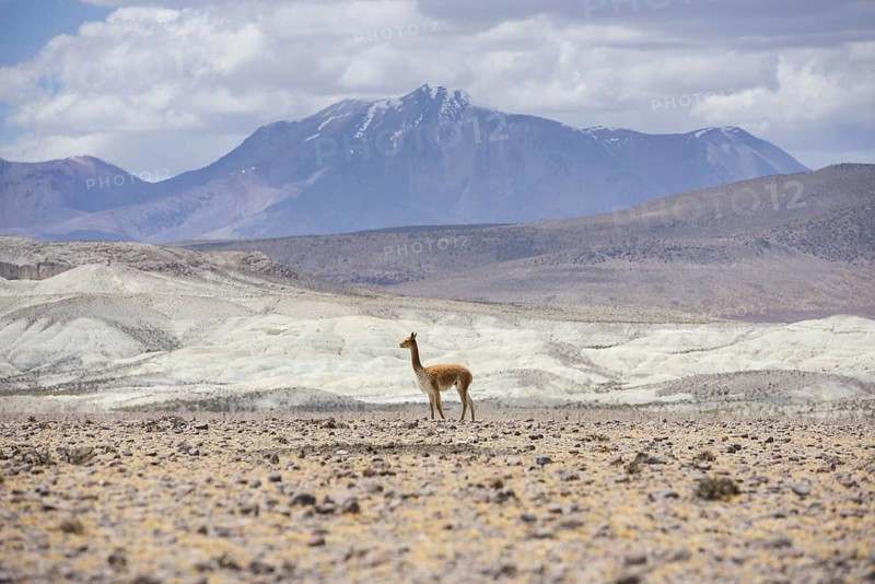 Vicugna or Vicuna (Vicugna vicugna)