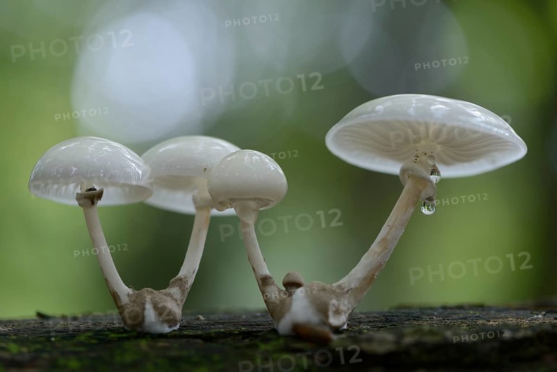 Porcelain Fungus (Oudemansiella mucida)