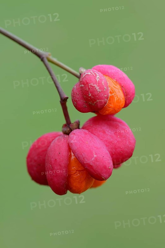 Fruits of European Spindle Tree (Euonymus europaeus)