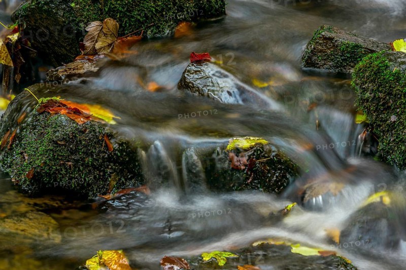 Autumn leaves in a creek