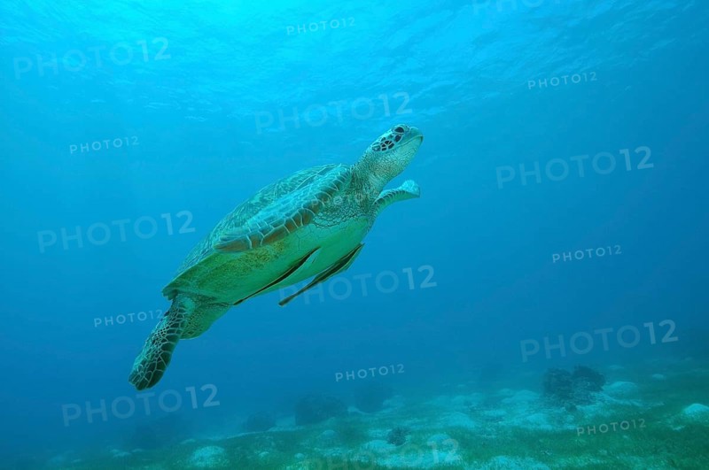 Green Sea Turtle