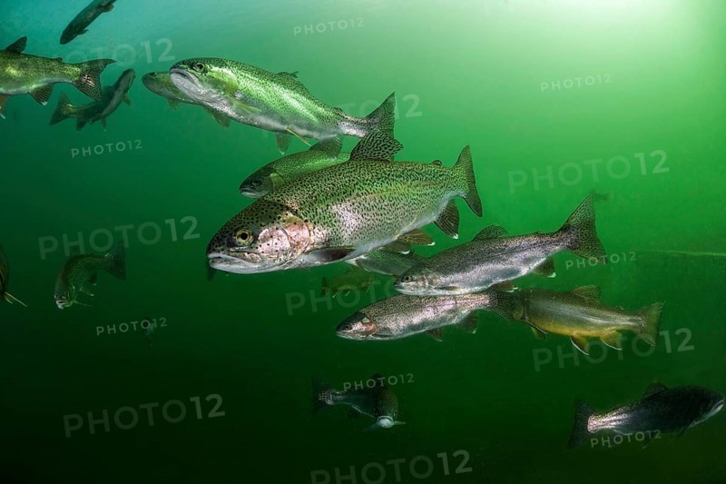 Rainbow trout (Oncorhynchus mykiss)
