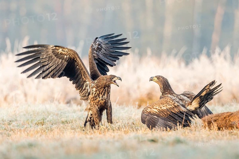 Two young eagles (Haliaeetus albicilla)