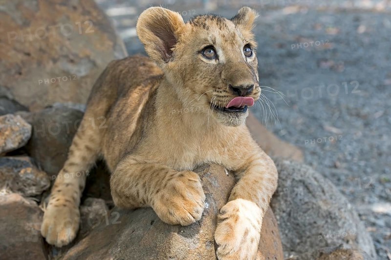 Lion (Panthera leo)