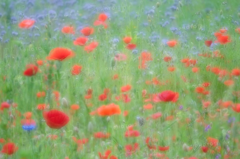 Flower meadow with Poppies (Papaver rhoeas) and Cornflowers (Centaurea cyanus)