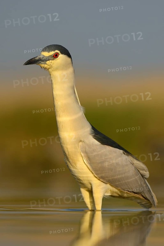 Black-crowned Night Heron (Nycticorax nycticorax)