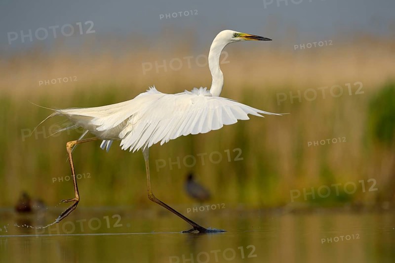 Great Egret (Ardea alba)