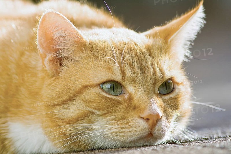 Domestic cat