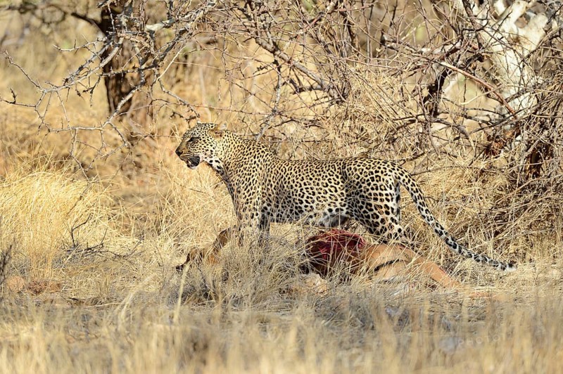 Leopard (Panthera pardus)