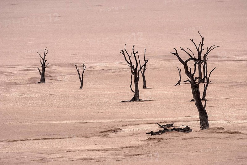 Dead camel thorn trees (Vachellia erioloba)