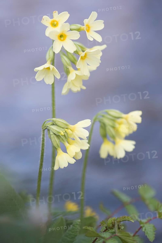 Oxlip (Primula elatior)