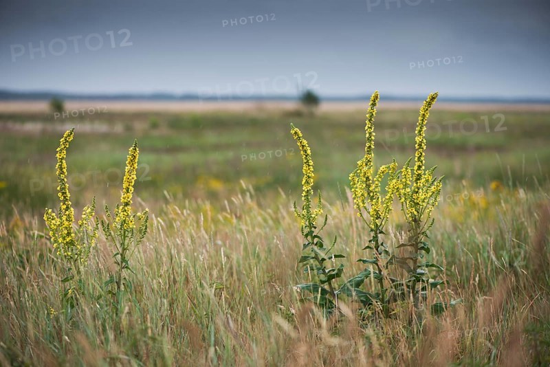 Dark mullein (Verbascum nigrum)
