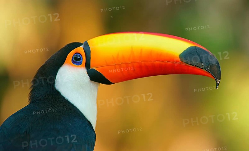 Toco toucan (Ramphastos toco)