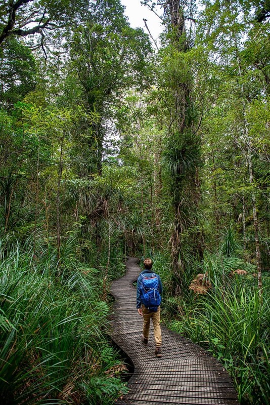 Young man on hiking trail in Kauri Forest