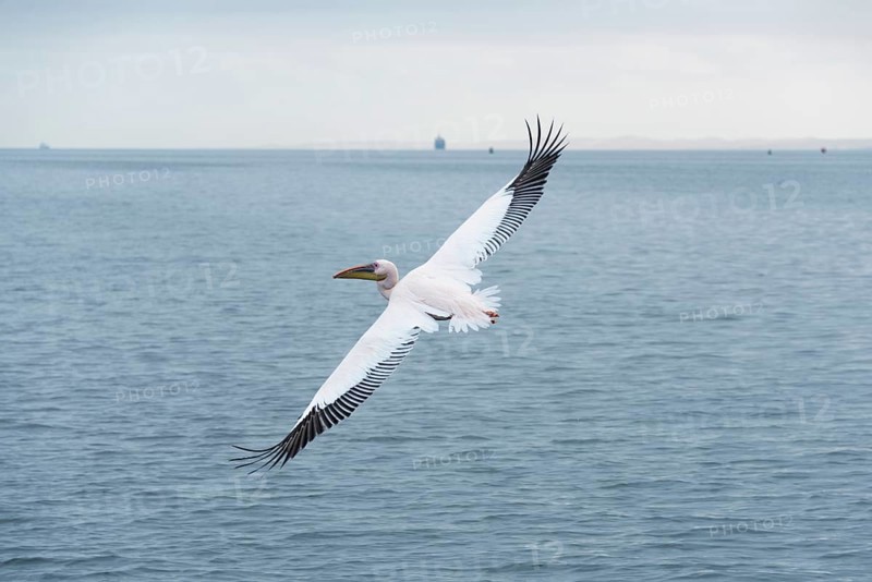 Great White Pelican (Pelecanus onocrotalus) in flight