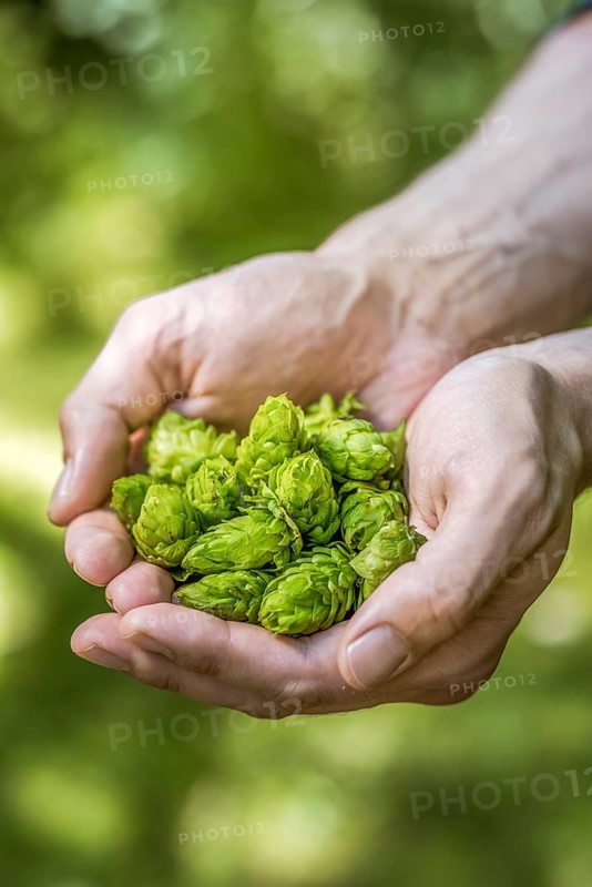 Hop umbels (Humulus lupulus) in hands
