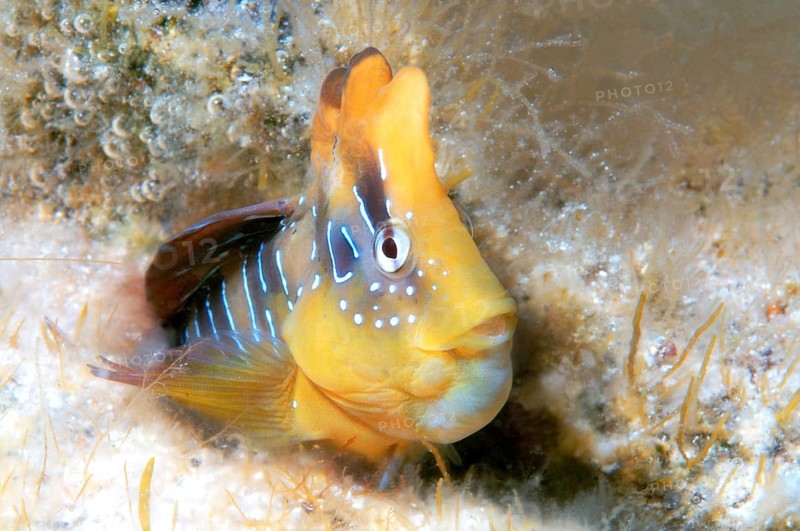 Peacock Blenny (Blennius pavo