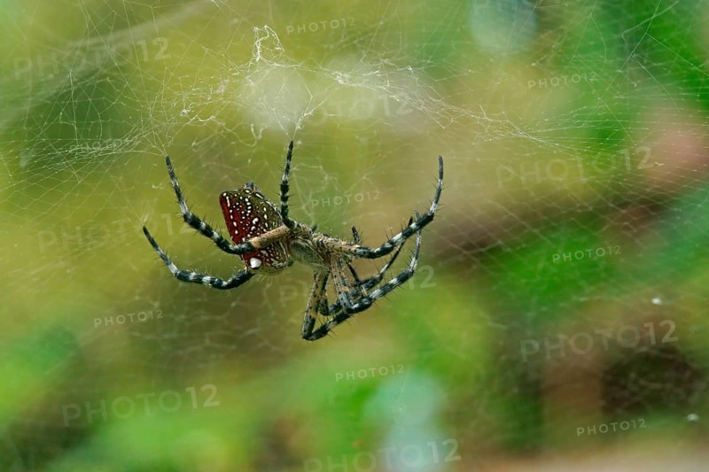 Tropical Tent-Web Spider (Cyrtophora citricola minahassae)