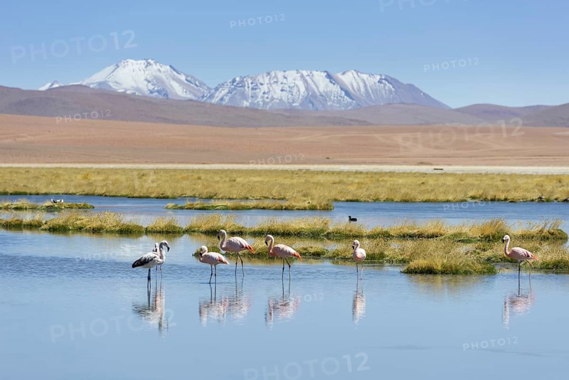 Chilean Flamingos (Phoenicopterus chilensis) at a lake in the highlands