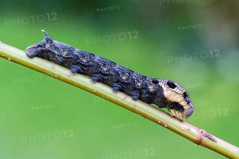 Elephant Hawk-moth (Deilephila elpenor)