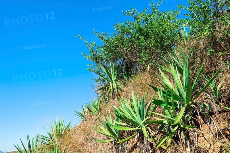Landscape along the Berenty road
