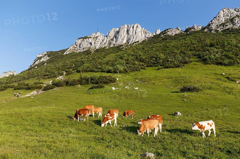 Cows on pasture