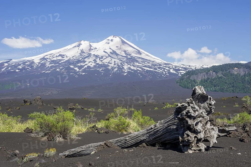 Dead tree and the volcano Llaima at the back