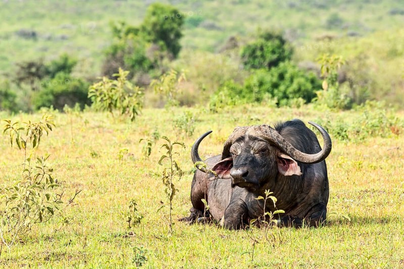 Cape buffalo (Syncerus caffer)