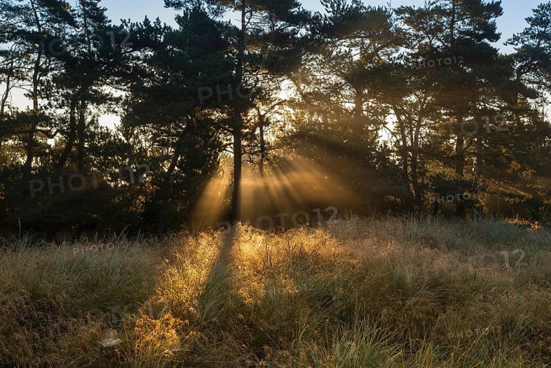 Sun rays penetrate the morning mist above heathlands