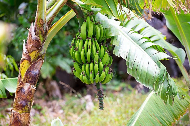 Bunch of bananas on a banana tree