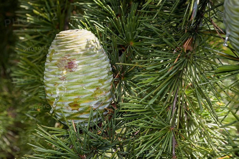 Cone