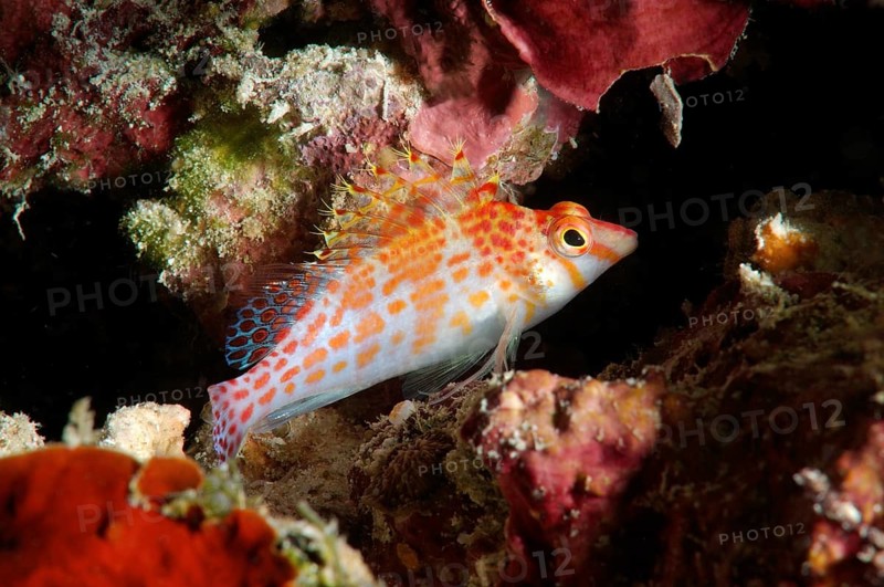 Dwarf hawkfish (Cirrhitichthys falco)
