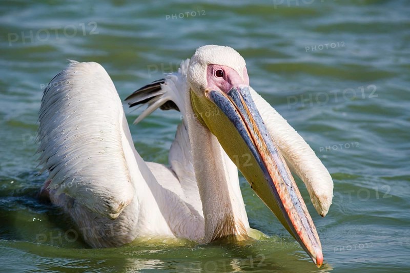 Great White Pelican (Pelecanus onocrotalus)