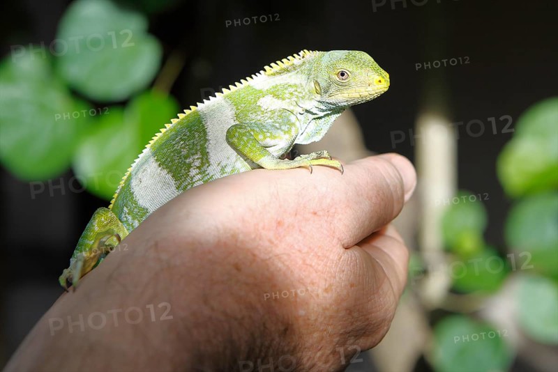 Fiji Banded Iguana (Brachylophus fasciatus) perched on a hand