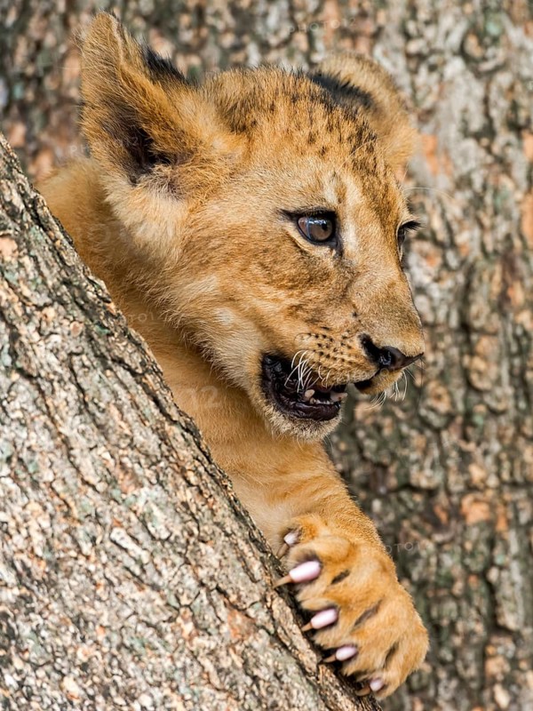 Lion cub (Panthera leo)