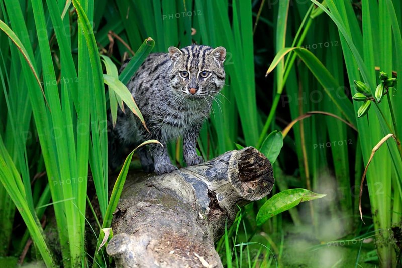 Fishing Cat (Prionailurus viverrinus)