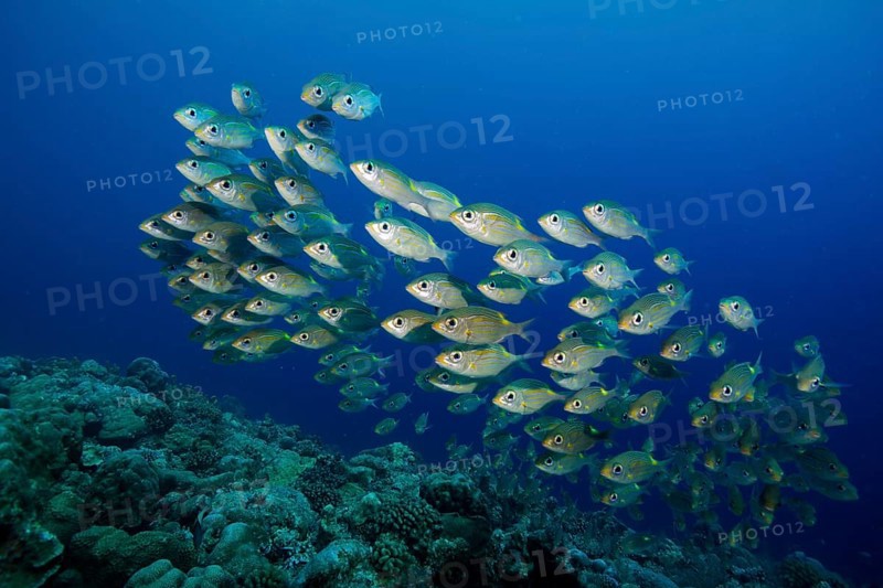 Goldspot Seabreams or Striped Large-eye Breams (Gnathodentex aureolineatus)