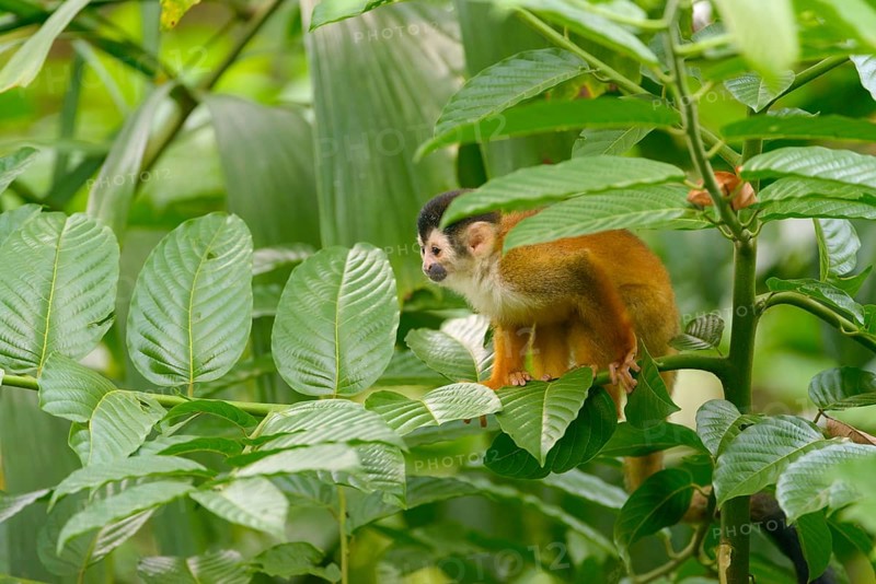 Red-backed Squirrel Monkey (Saimiri oerstedii) on a tree branch