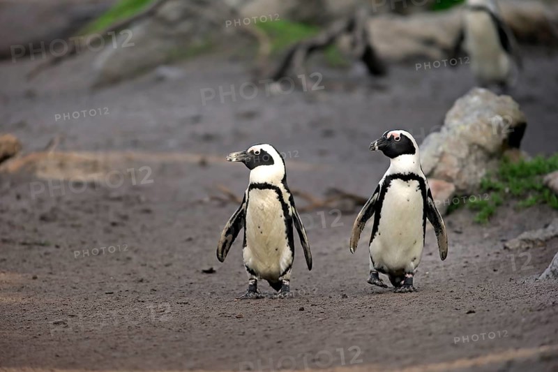 Jackass Penguins or African Penguins (Spheniscus demersus)