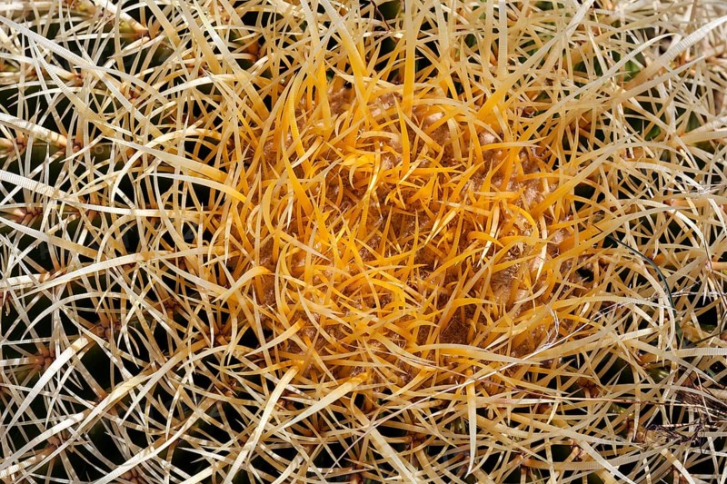 Golden Barrel Cactus (Echinocactus grusonii)