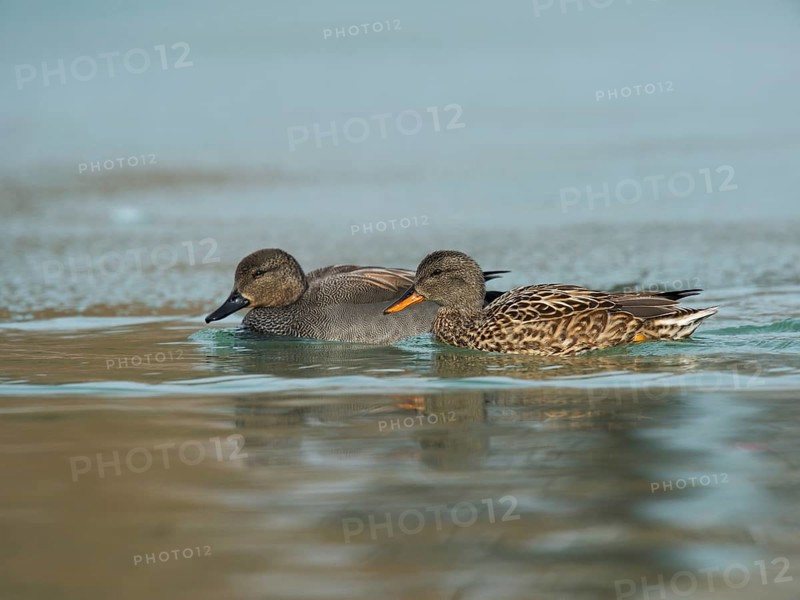 Gadwall (Anas strepera)