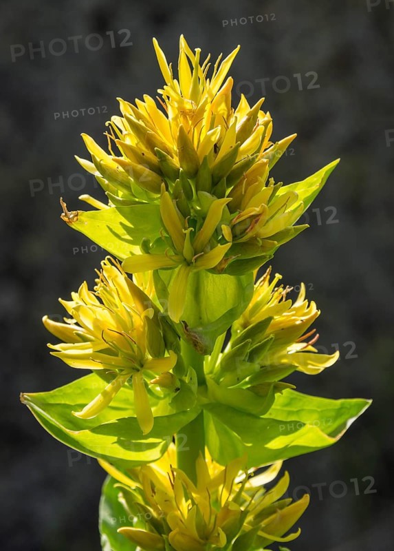 Great Yellow Gentian (Gentiana lutea)