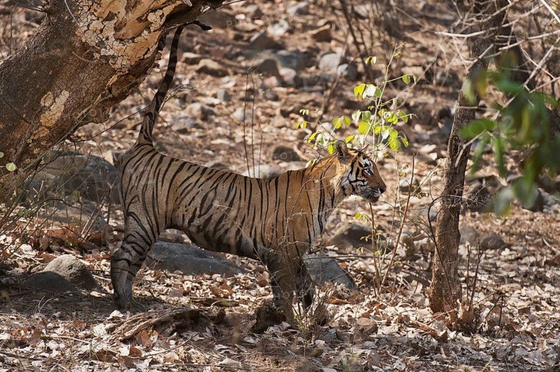 Wild tiger (Panthera tigris tigris) marking territory