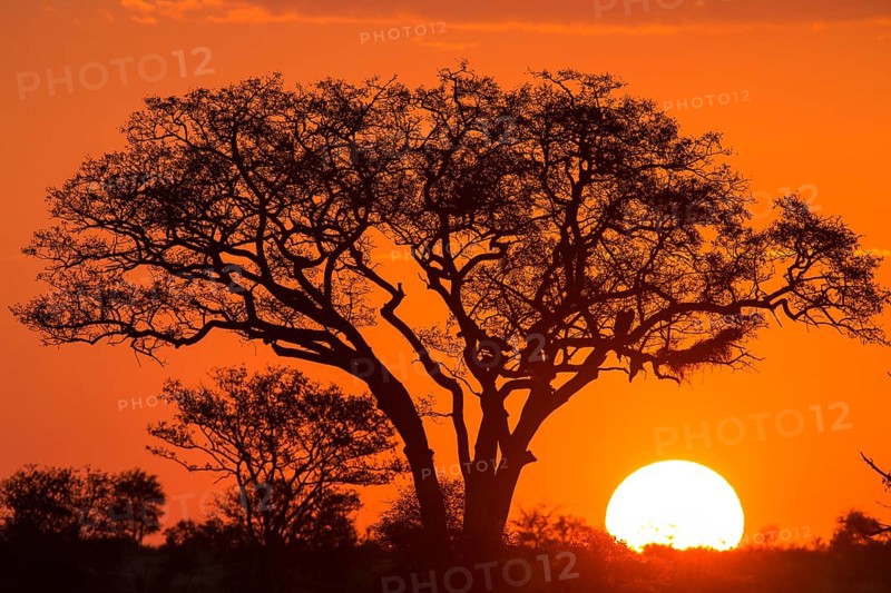 Umbrella thorn acacia (umbrella acacia tortilis) at sunset