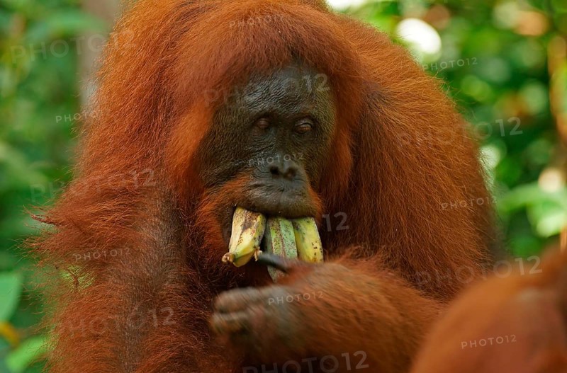 Bornean Orangutan (Pongo pygmaeus)