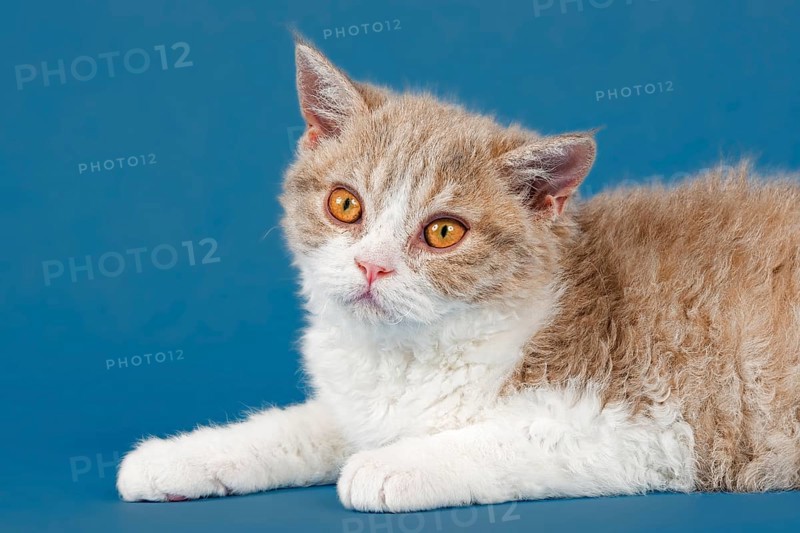 Selkirk Rex kitten